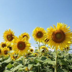sunflower-field-